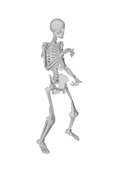 skeleton